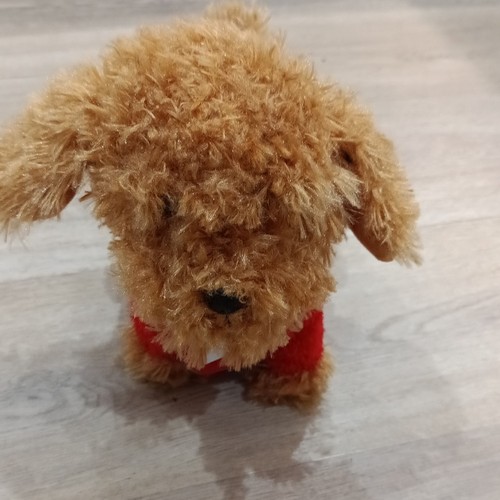 Waffle the wonder - wonder, dog